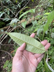 Chrysophyllum argenteum