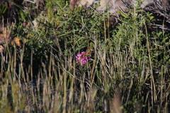 Erica abietina constantiana