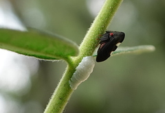 Enchenopa quadricolor