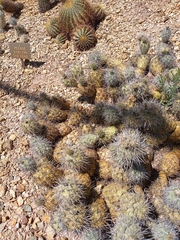 Tephrocactus alexanderi