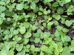 Pilea nummulariifolia