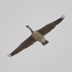 Branta canadensis
