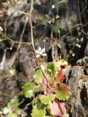 Micranthes clusii lepismigena