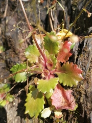 Micranthes clusii lepismigena