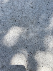 Formicidae