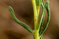 Lithospermum cobrense