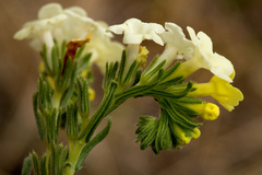 Lithospermum cobrense