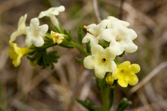 Lithospermum cobrense