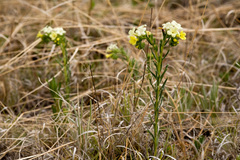 Lithospermum cobrense