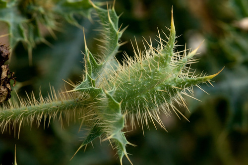 Hedgehog pricklypoppy (Argemone squarrosa)