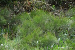 Ephedra major major