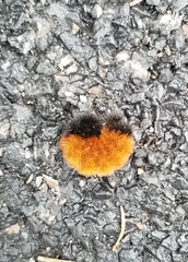 Pyrrharctia isabella