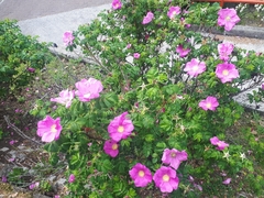 Rosa