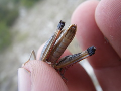 Stenobothrus fischeri