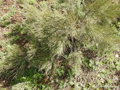 Ephedra fragilis