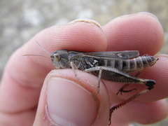 Stenobothrus fischeri