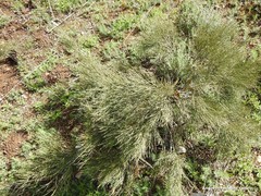 Ephedra fragilis