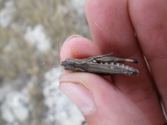 Stenobothrus fischeri