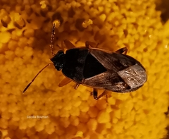 Trapezonotus ullrichi