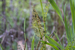 Gastrophysa cyanea