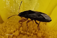 Trapezonotus ullrichi