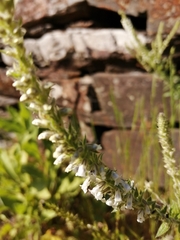Anarrhinum duriminium