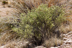 Mortonia scabrella
