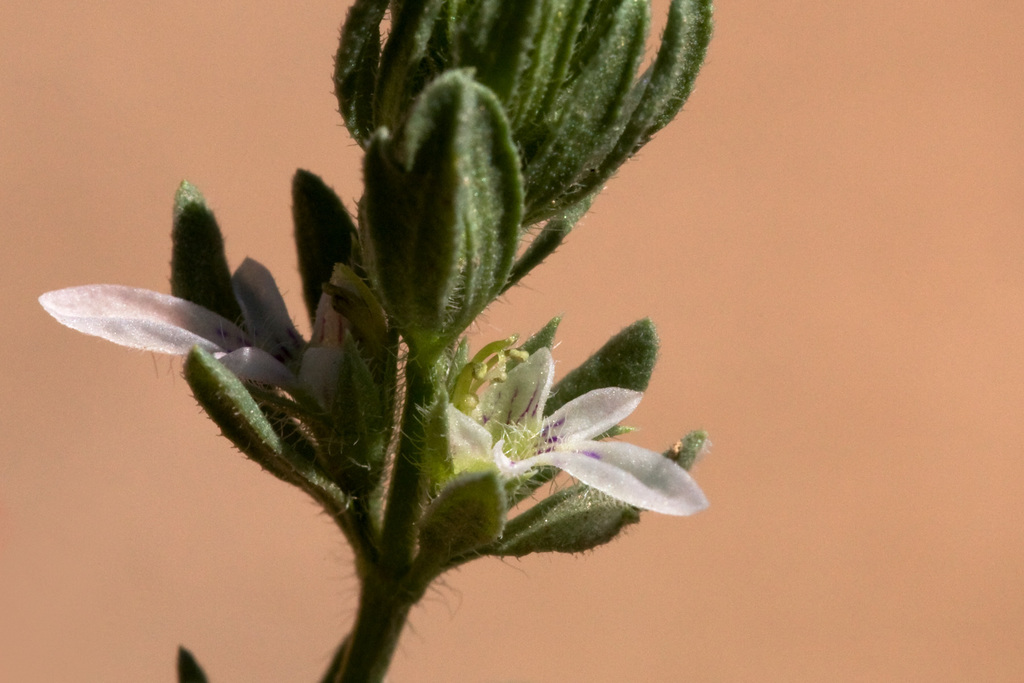 dwarf germander