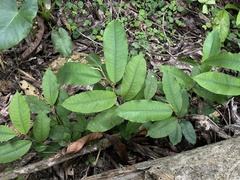 Chrysophyllum argenteum