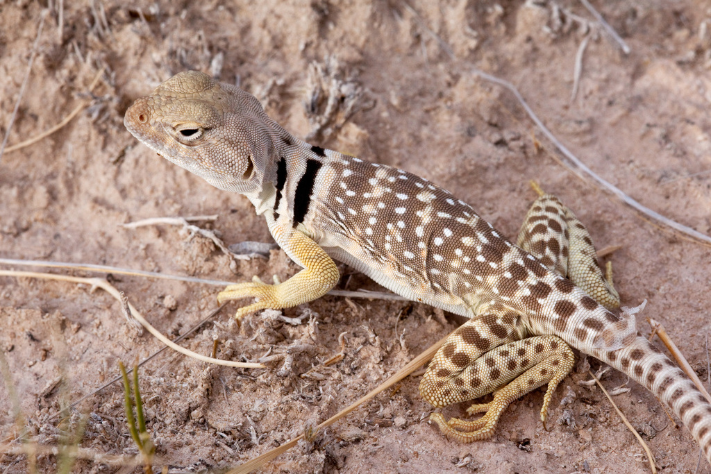 Eastern Collared Lizard (Lizards of Highlands Center for Natural