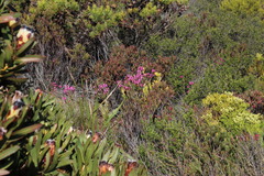 Erica abietina constantiana