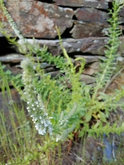 Anarrhinum duriminium