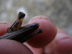 Stenobothrus fischeri
