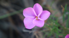 Oxalis ciliaris