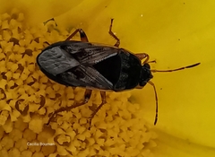 Trapezonotus ullrichi