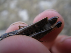 Stenobothrus fischeri