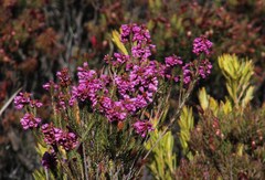 Erica abietina constantiana
