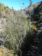 Elegia fenestrata
