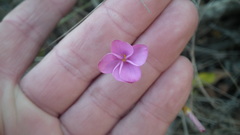 Oxalis ciliaris