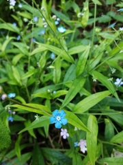 Omphalodes nitida