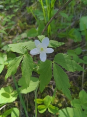 Anemonoides quinquefolia