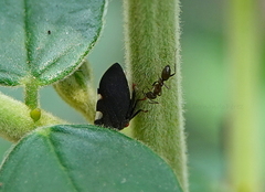 Enchenopa quadricolor