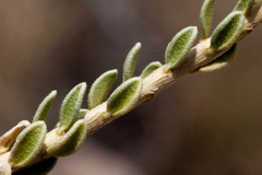 Mortonia scabrella