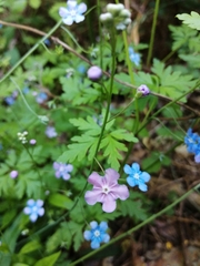 Omphalodes nitida