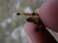 Stenobothrus fischeri