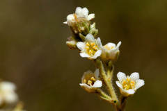 Mortonia scabrella