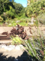 Elegia fenestrata