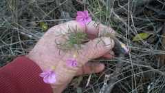 Oxalis ciliaris