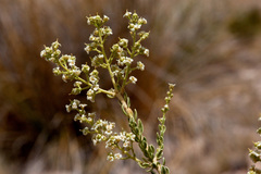 Mortonia scabrella