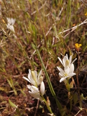 Ornithogalum concinnum